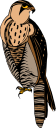 Falcon Clipart