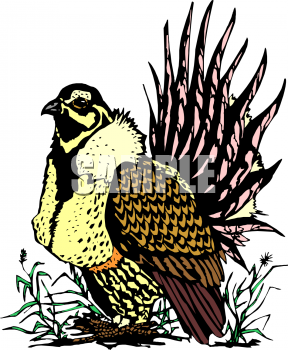 Falcon Clipart