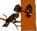 Bird Clipart