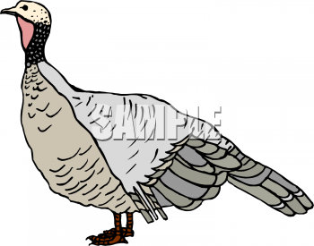 Bird Clipart