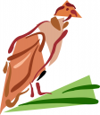 Bird Clipart