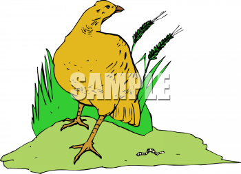 Bird Clipart