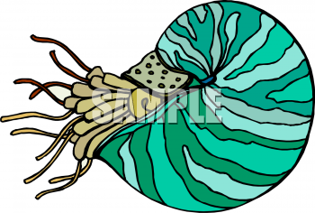 Mollusk Clipart