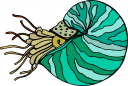 Mollusk Clipart