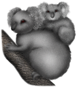 Koala Clipart