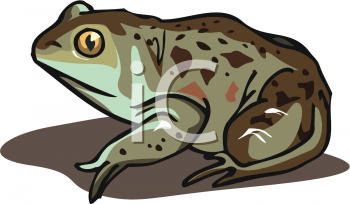 Toad Clipart