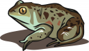 Toad Clipart