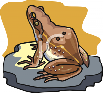 Toad Clipart