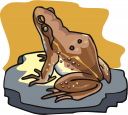 Toad Clipart