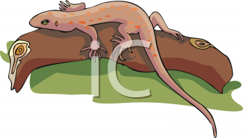 Gecko Clipart