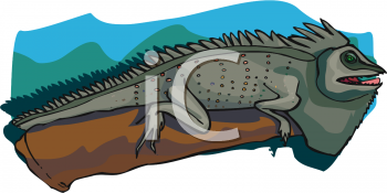 Iguana Clipart