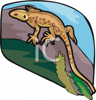 Salamander Clipart