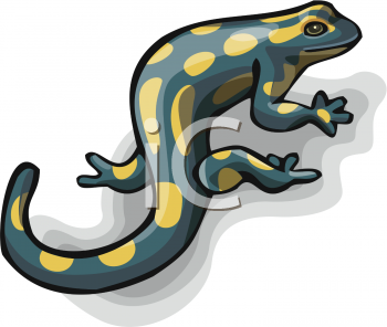 Salamander Clipart