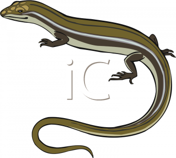 Salamander Clipart