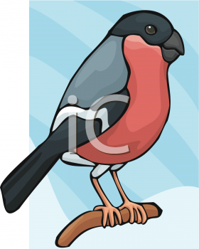 Bird Clipart