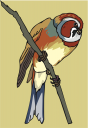 Falcon Clipart