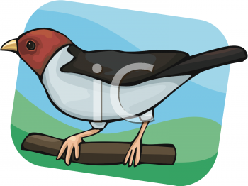 Bird Clipart