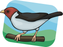 Bird Clipart