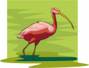 Bird Clipart