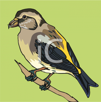 Bird Clipart