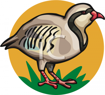 Bird Clipart