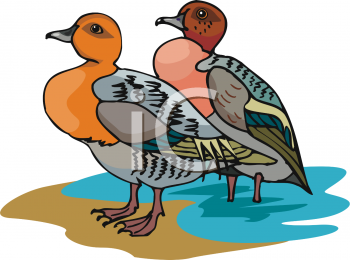 Bird Clipart