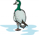 Bird Clipart