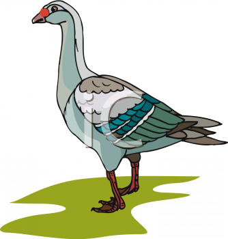 Bird Clipart