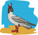 Bird Clipart