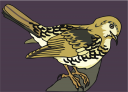 Bird Clipart