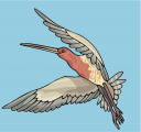 Hummingbird Clipart