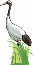 Bird Clipart