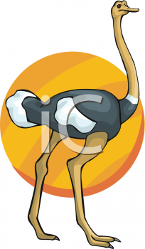 Ostrich Clipart