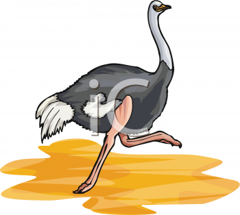 Ostrich Clipart