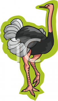 Ostrich Clipart