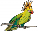 Parrot Clipart