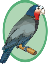 Bird Clipart