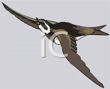 Falcon Clipart