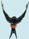 Falcon Clipart