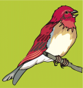 Bird Clipart