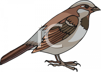 Bird Clipart