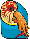 Squid Clipart