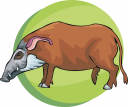 Pig Clipart