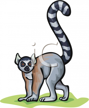 Lemur Clipart