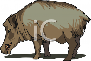 Pig Clipart