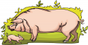 Pig Clipart