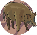 Pig Clipart