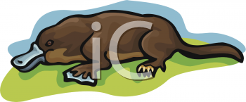 Platypus Clipart