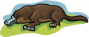 Platypus Clipart