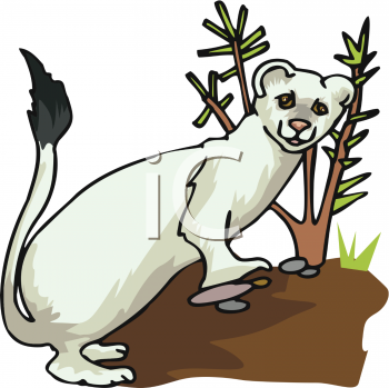 Weasel Clipart